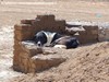 I cani nello stato dell’IRAN. (Mazandarani) (Ashayeri)
